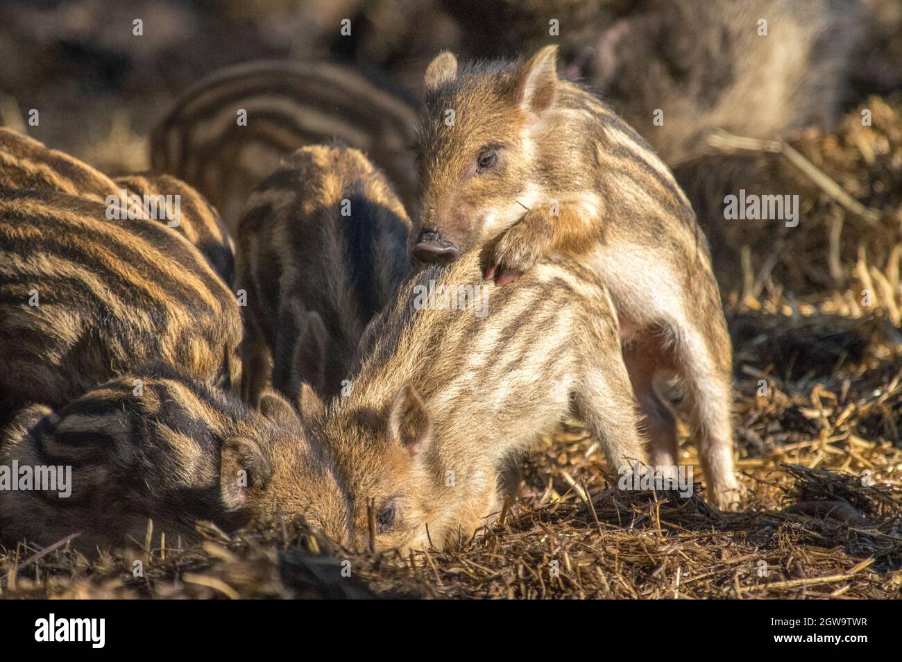Little boars hi-res stock photography and images - Alamy
