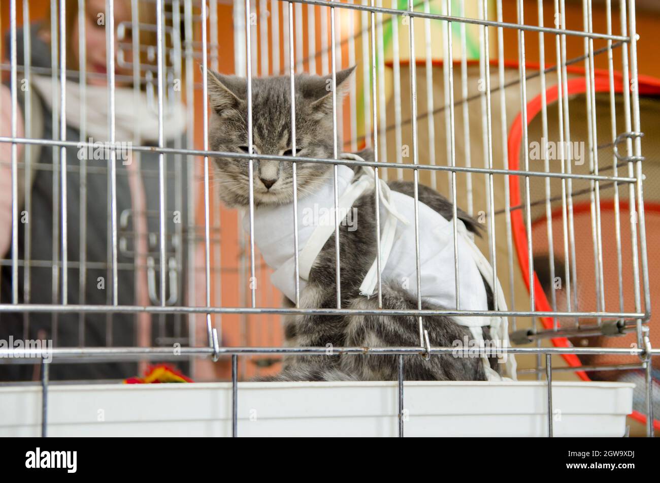 Sad Sterilized Cat In A Bandage In A Metal Cage For An Exhibition Stock Photo Alamy