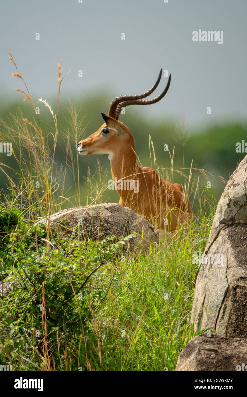 Male Impala Stands Behind Rocks In Profile Stock Photo