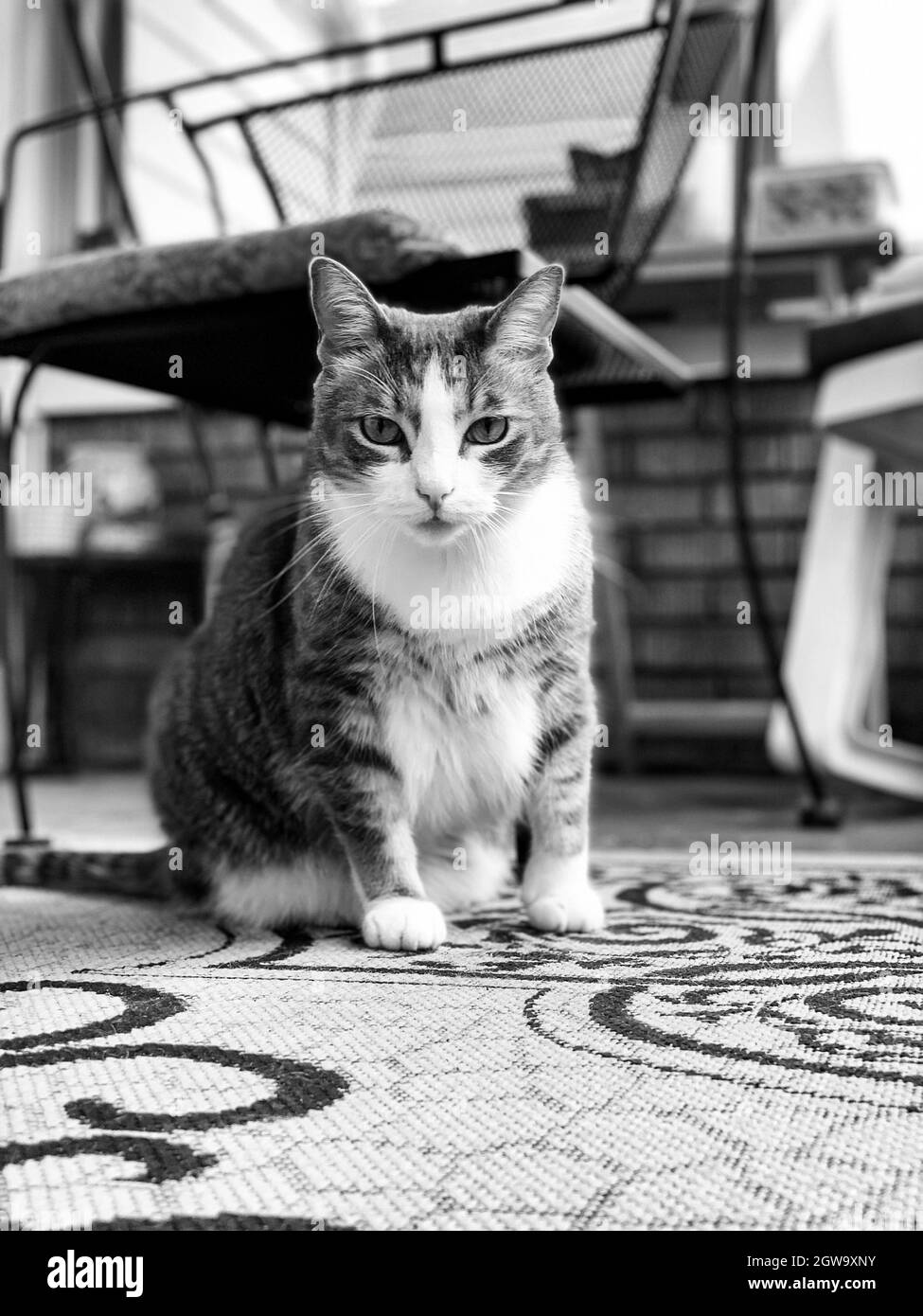 Cat sitting on chair Black and White Stock Photos & Images - Alamy