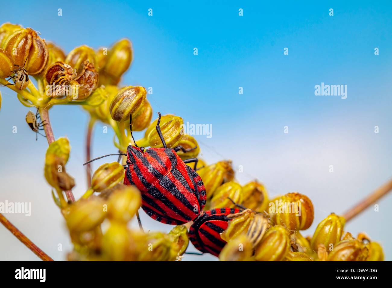True Bugs Are Part Of Israels Wildlife Stock Photo