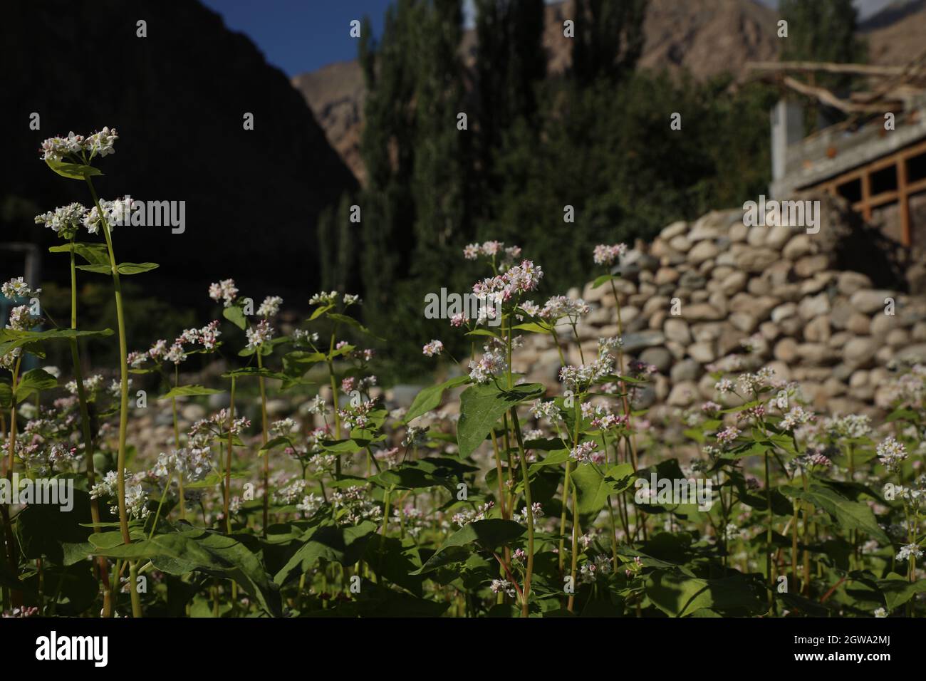 Photographs of Buckwheat farming in Turtuk village of Ladakh region in