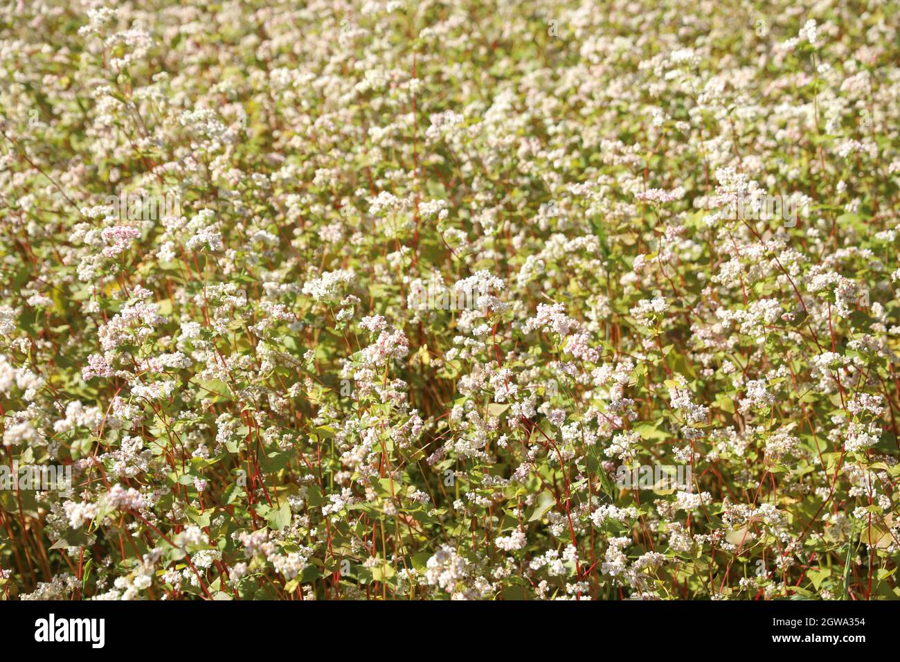 Photographs of Buckwheat farming in Turtuk village of Ladakh region in