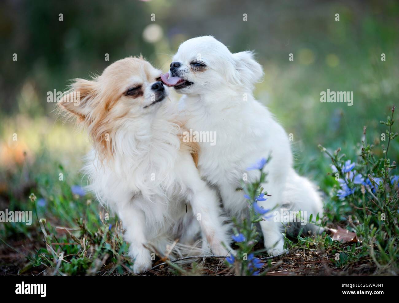 Close-up Of White Dogs On Plants Stock Photo