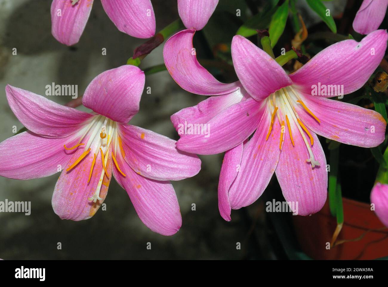 スペシャルオファ also flower, carinata Zaphyranthes known lily rosepink as 邦楽