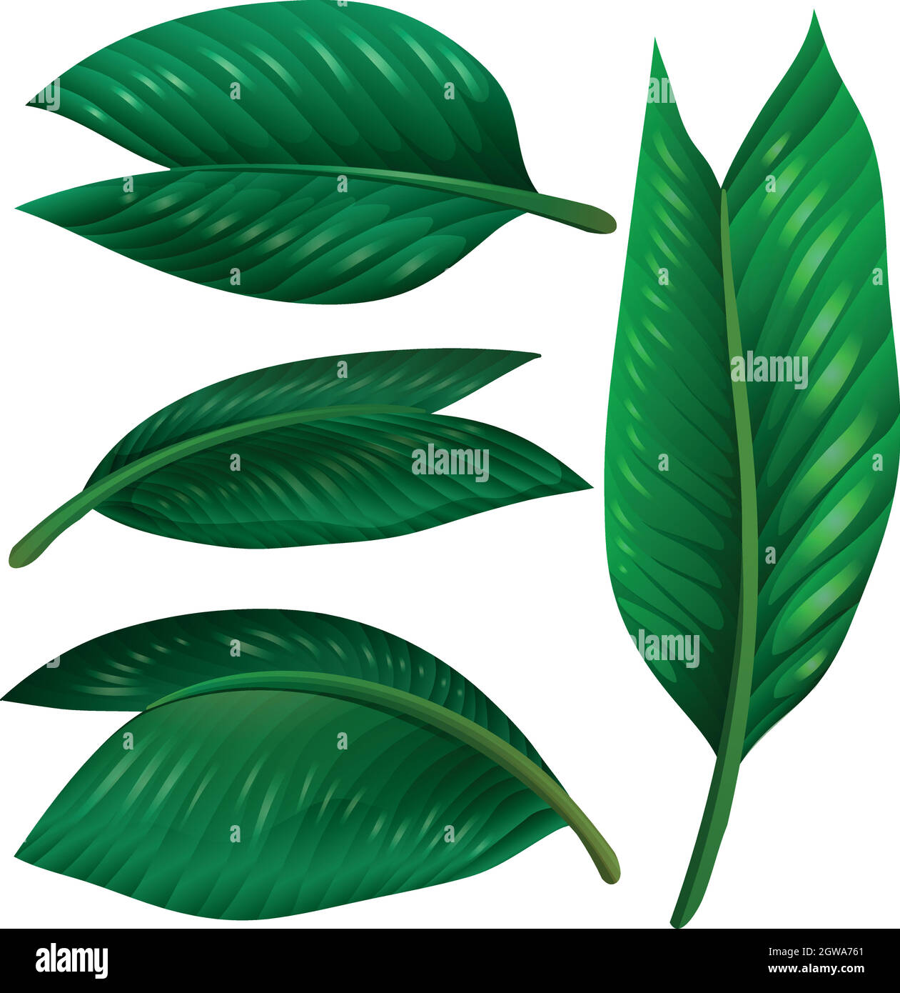 Set of green leaves on white background Stock Vector Image & Art - Alamy