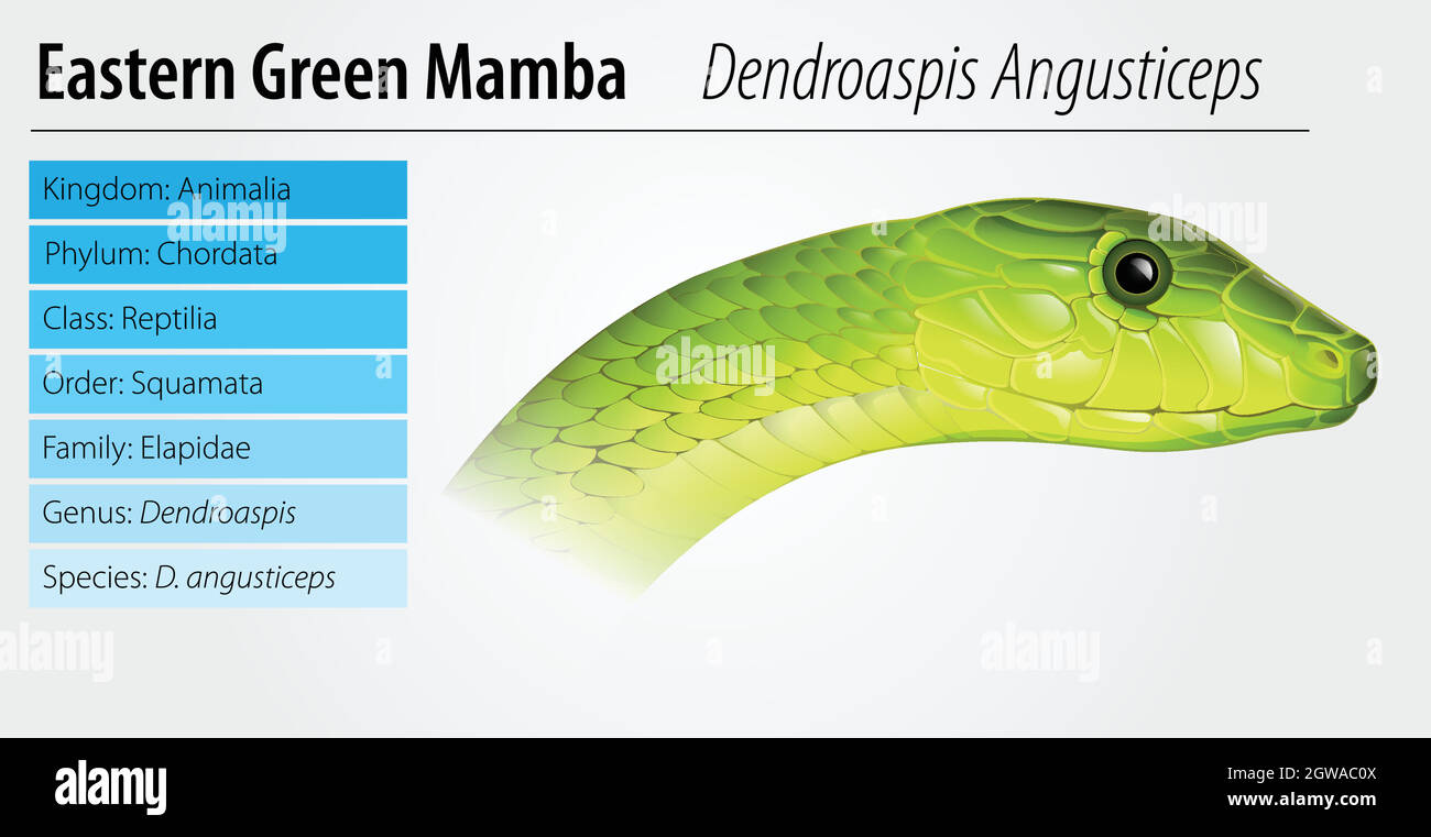 Eastern Green Mamba Stock Vector Image & Art - Alamy