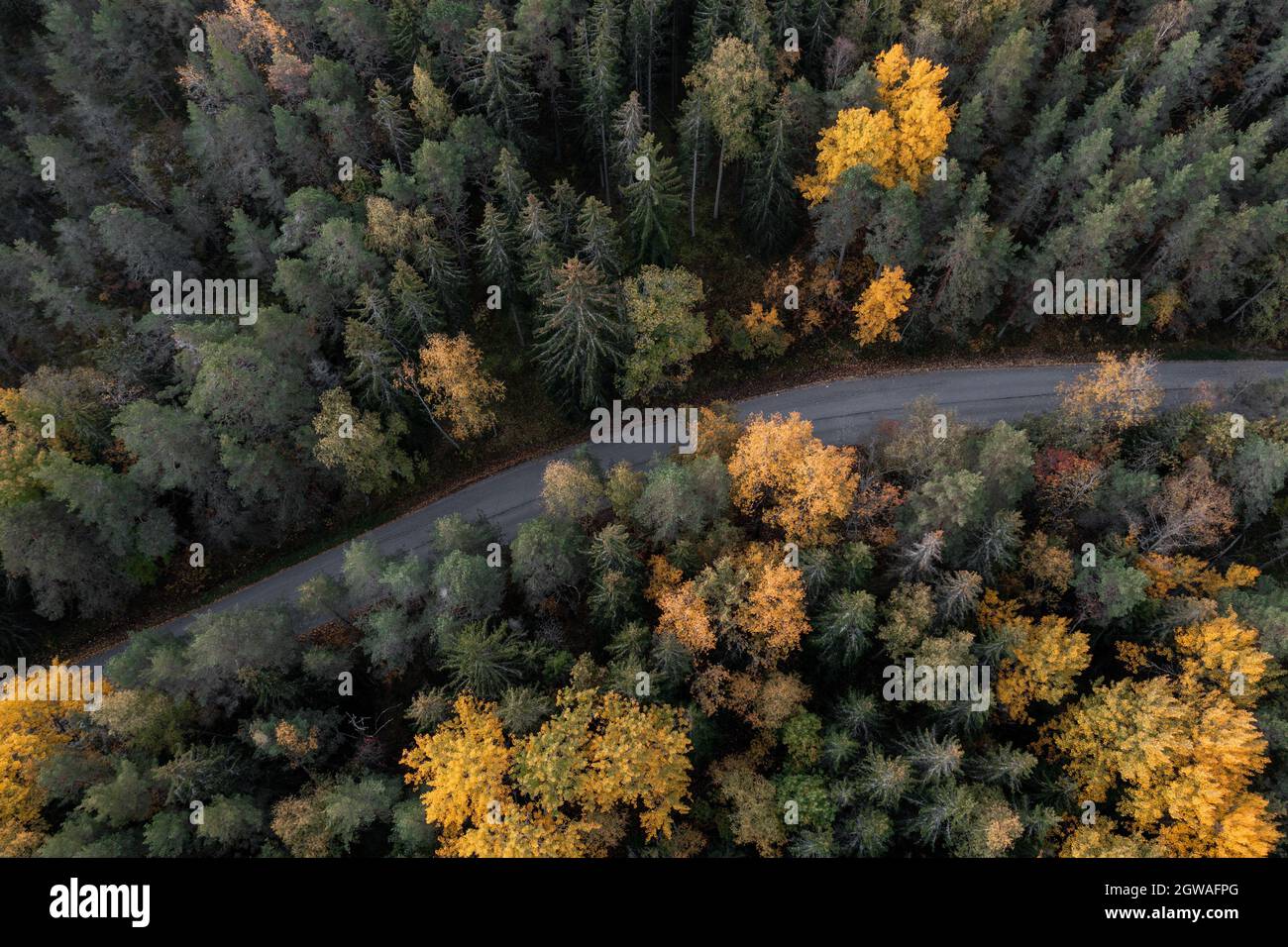 Autumn colors of yellow trees and a road in the forest. Stock Photo