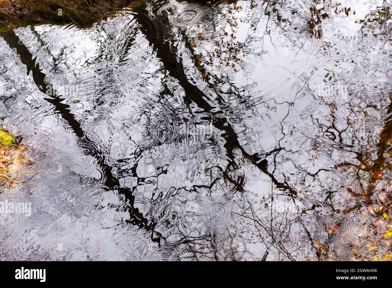 Raindrops falling on a dark pond with tree silhouettes, taken on a late winter overcast day in the Fontainebleau forest, France Stock Photo