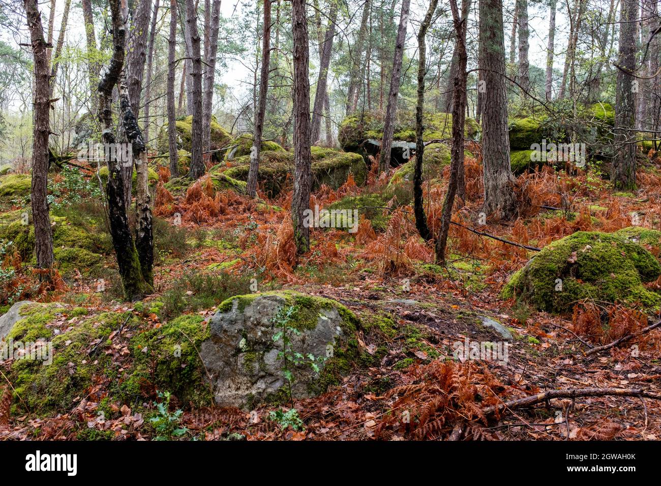 Fontainebleau france forest hi-res stock photography and images