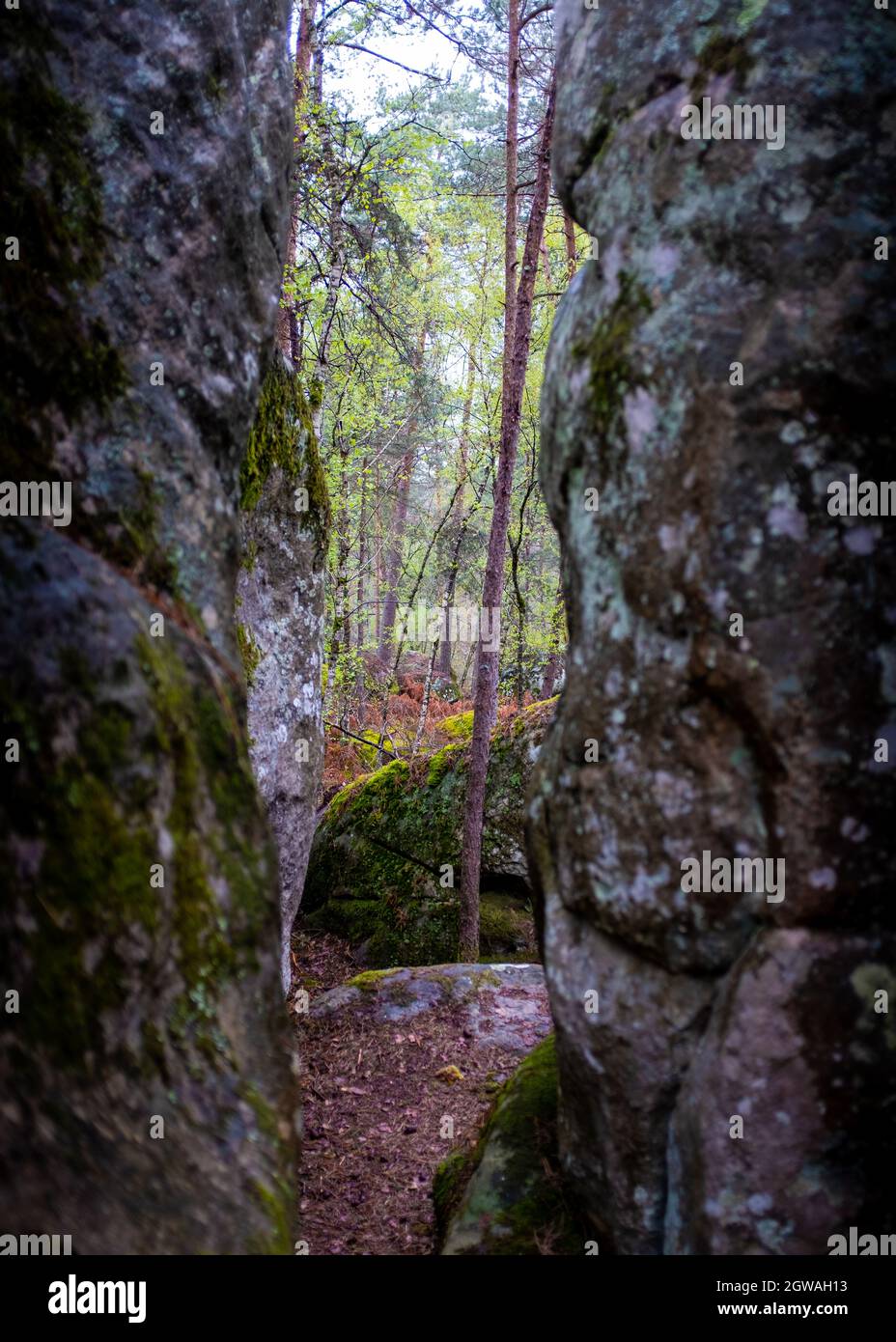 Forest seen through a rock slit, taken on a late winter overcast day in the Fontainebleau forest, France Stock Photo