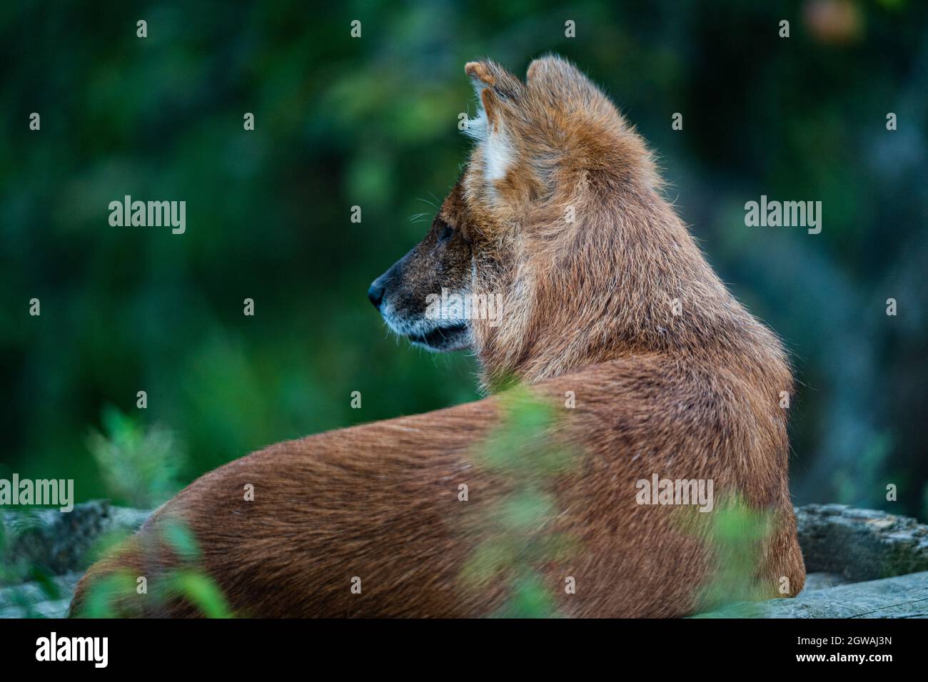 Fox rocks hi-res stock photography and images - Alamy
