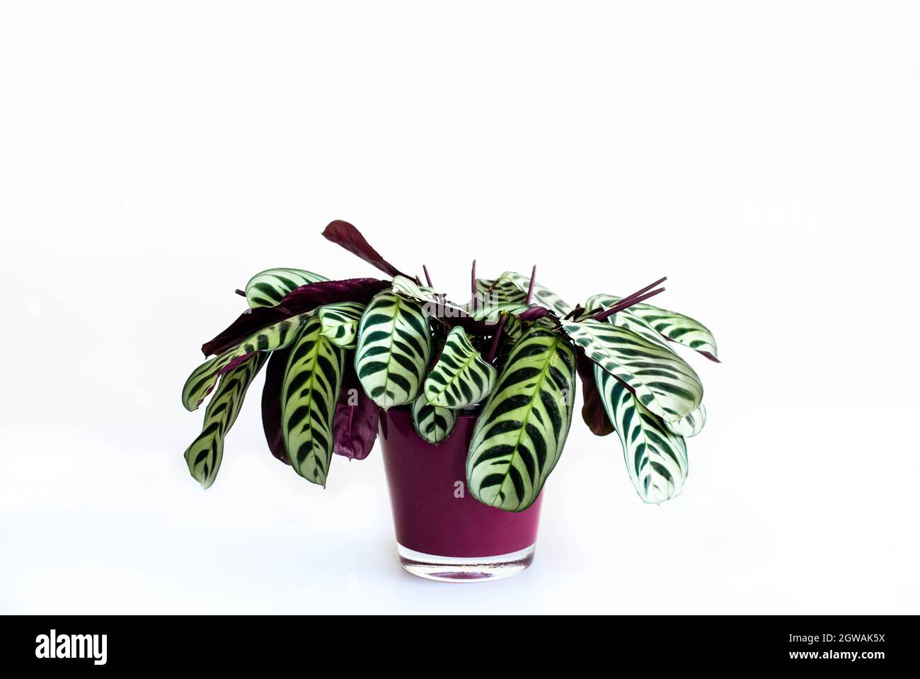 Houseplant Calathea Ornata with beautiful Stripy leaves Stock Photo