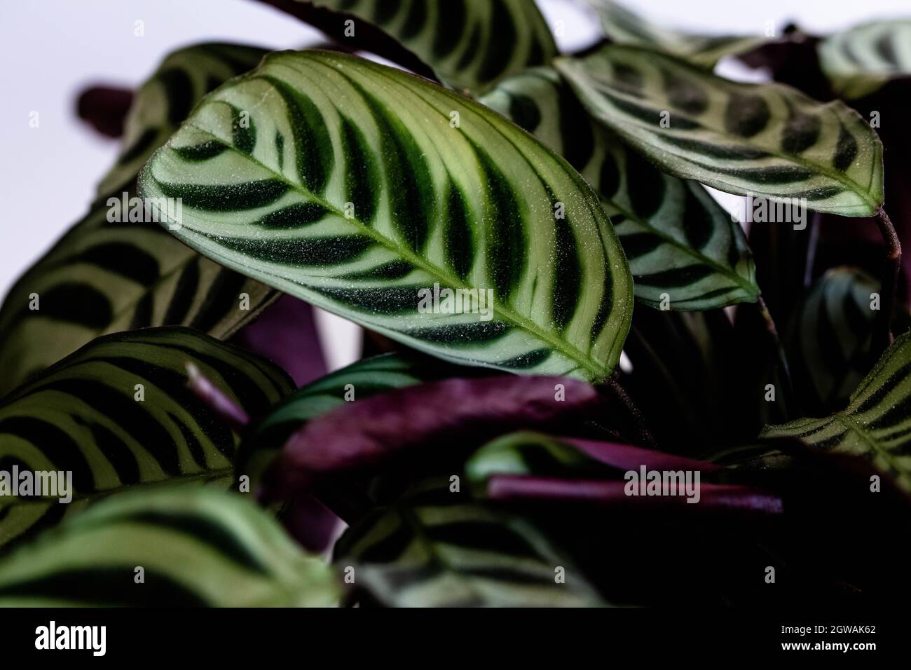 Houseplant Calathea Ornata with beautiful Stripy leaves Stock Photo
