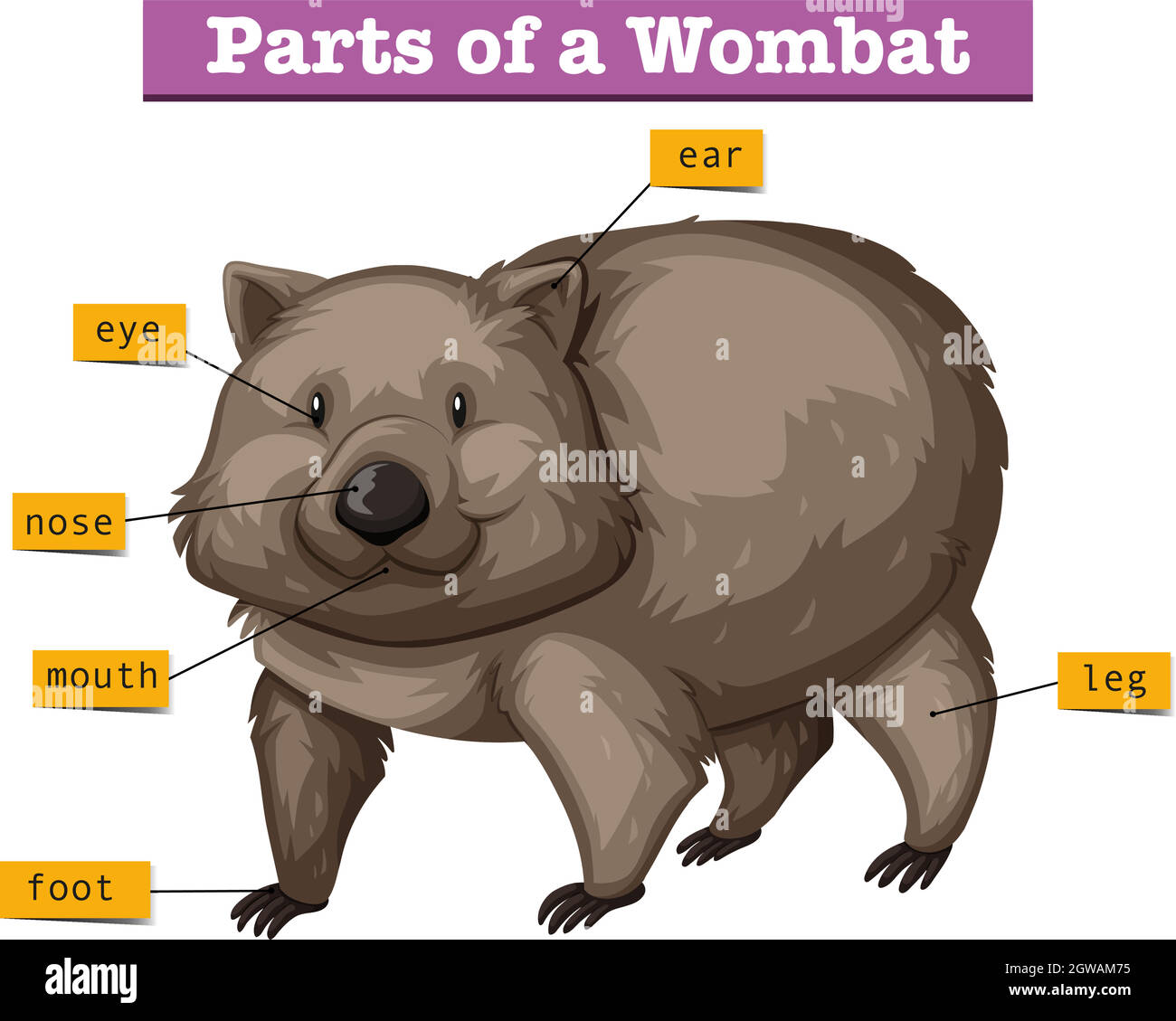Diagram showing parts of wombat Stock Vector
