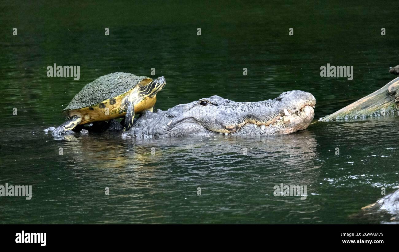 THE REALLY ODD COUPLE...CROCODILE AND TURTLE (YELLOW-BELLIED SLIDER) Stock Photo