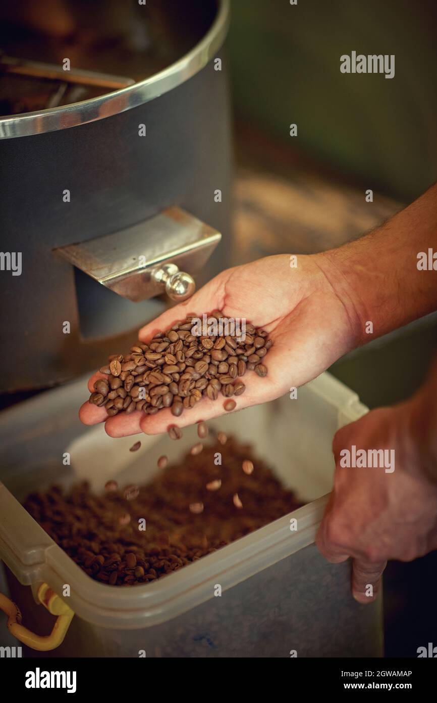 hands holding freshly roasted aromatic coffee beans over a modern coffee roasting machine.Close up Stock Photo