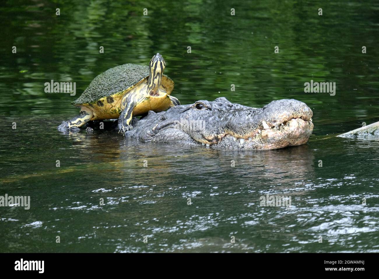 THE REALLY ODD COUPLE...CROCODILE AND TURTLE (YELLOW-BELLIED SLIDER) Stock Photo