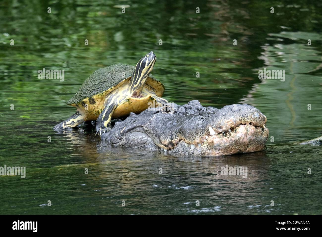 THE REALLY ODD COUPLE...CROCODILE AND TURTLE (YELLOW-BELLIED SLIDER) Stock Photo