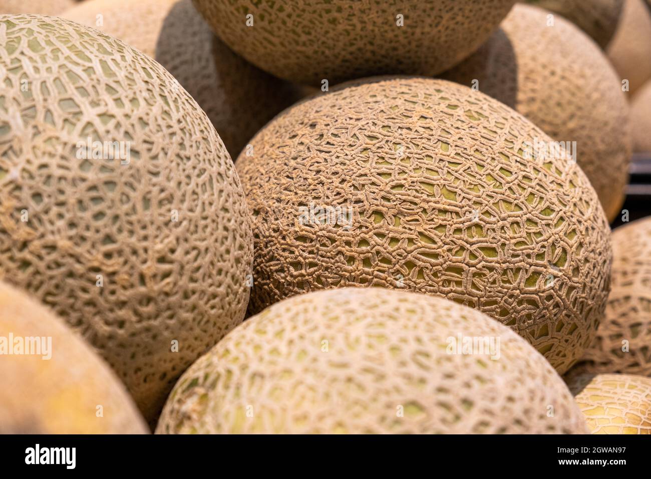 Cantaloupe Melons In A Pile Closeup With Shallow Focus Stock Photo