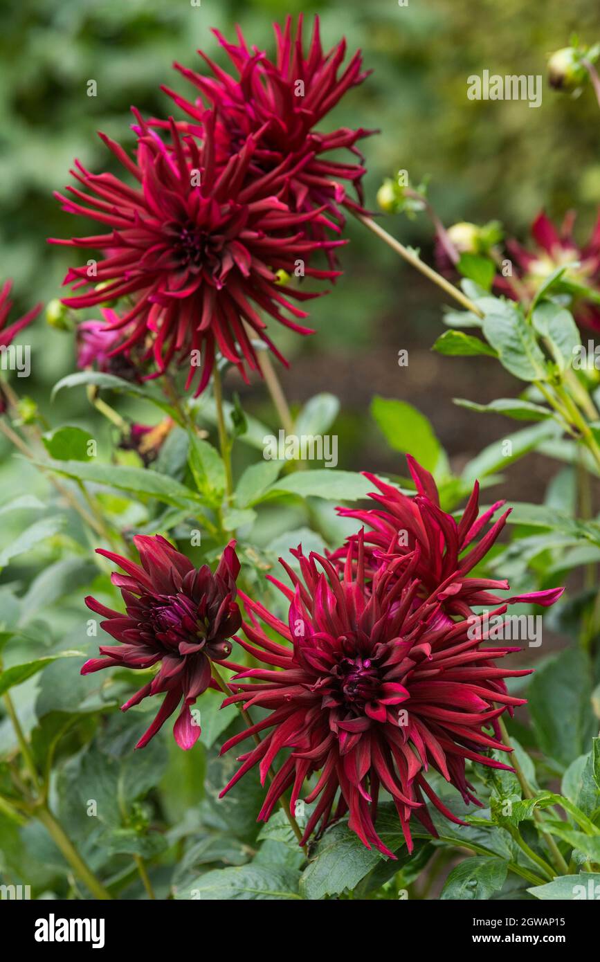 Tubular petals hires stock photography and images Alamy