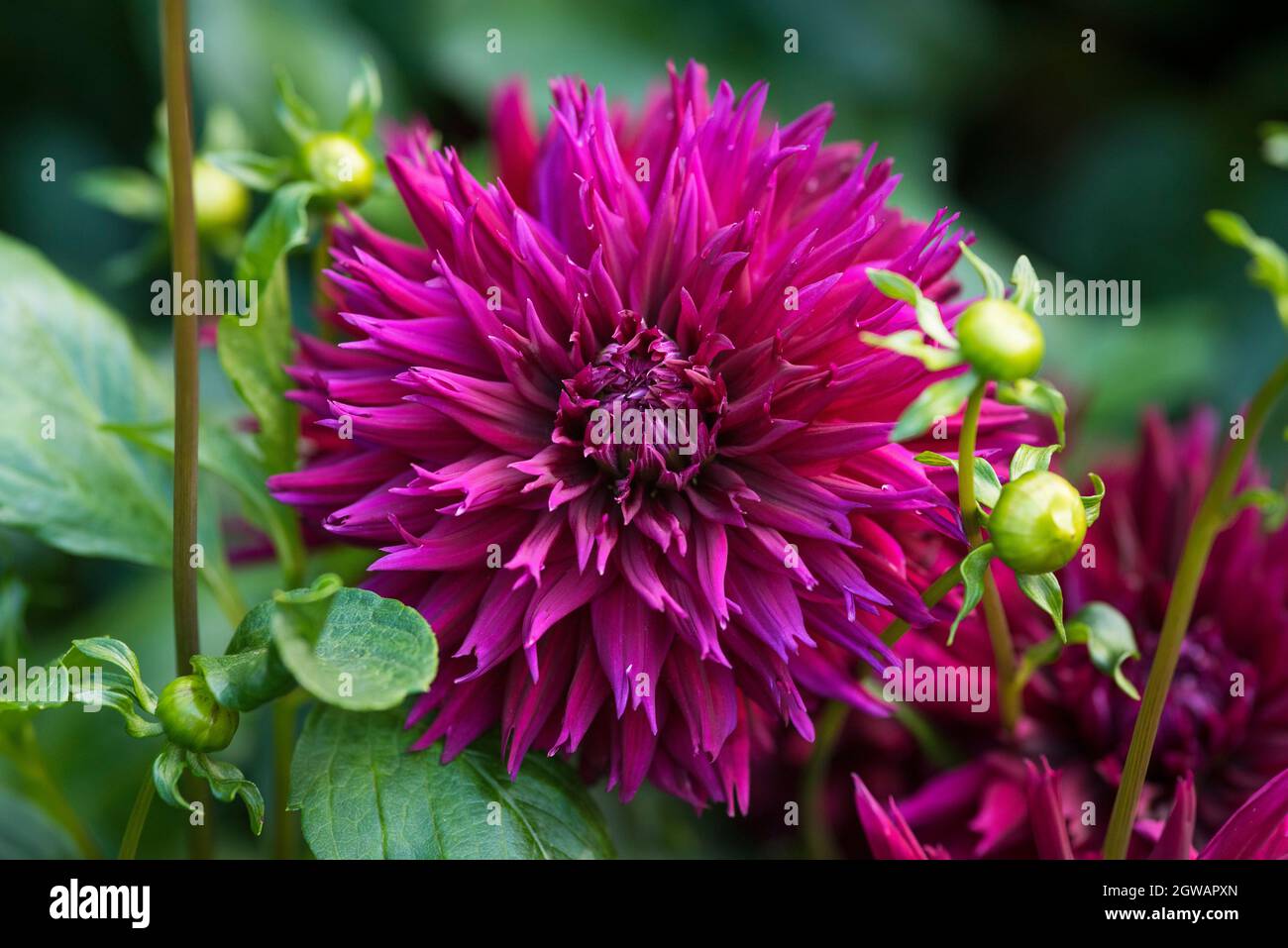 Large purple dahlia flowers hi-res stock photography and images - Alamy
