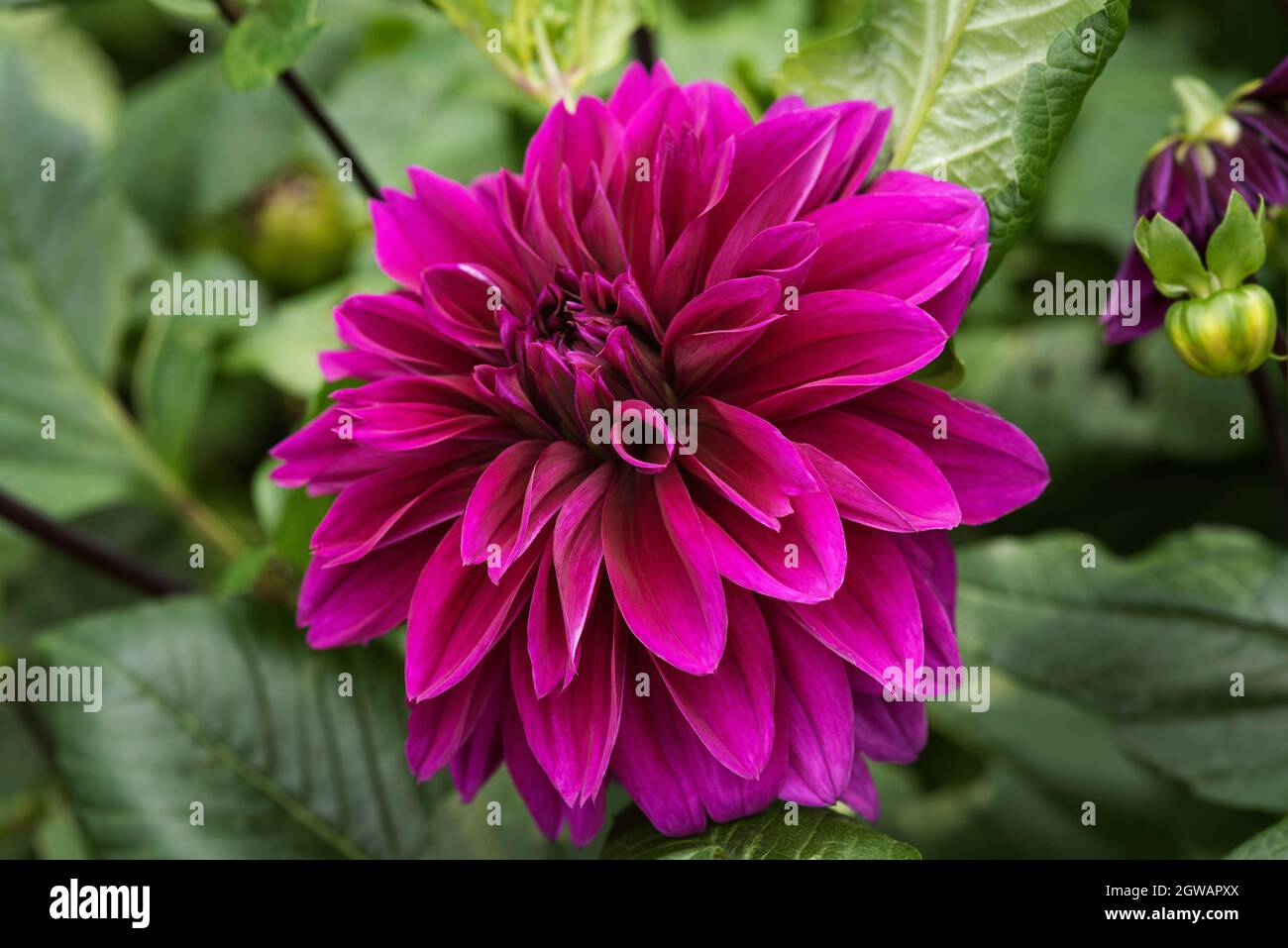 Large purple dahlia flowers hi-res stock photography and images - Alamy