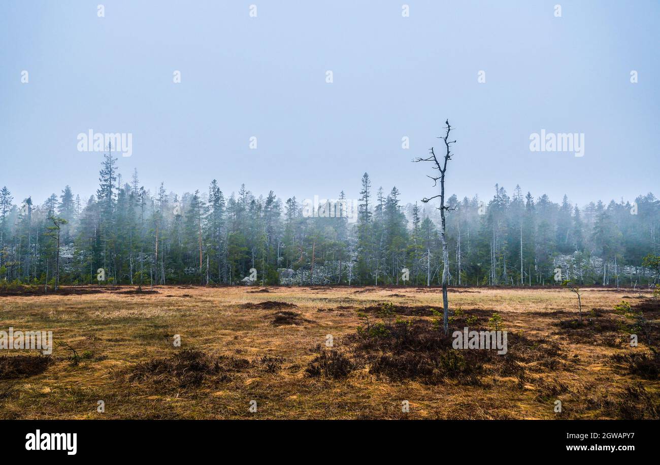 Landscape Sweden, National-Park Skuleskogen Stock Photo