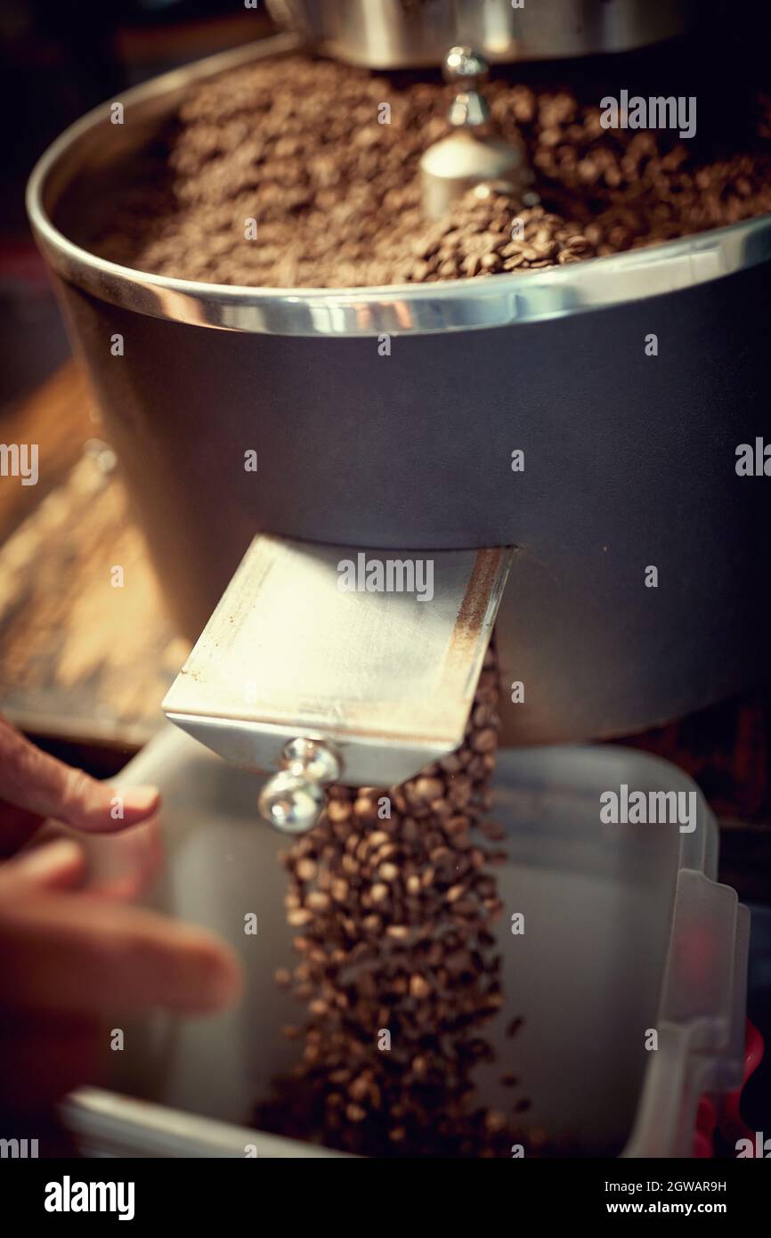 Freshly roasted coffee beans pouring from a large coffee roaster into the cooling cylinder. Stock Photo