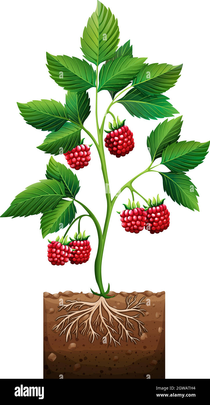 Rasberry planting in the ground Stock Vector