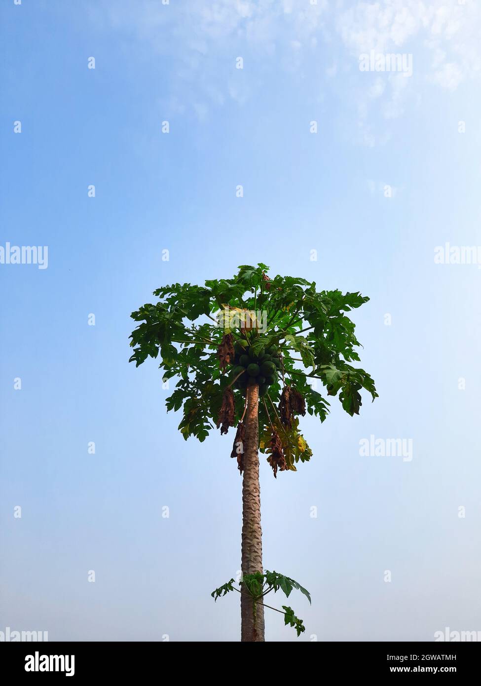 Low Angle View Of Papaya Tree Against Sky Stock Photo - Alamy