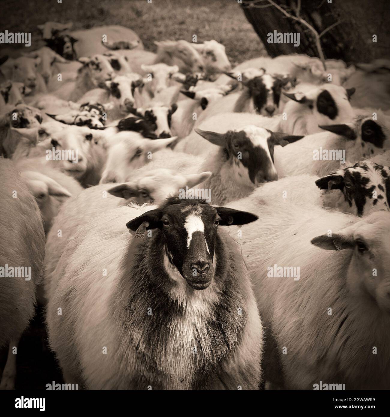 Sheep ked hires stock photography and images Alamy