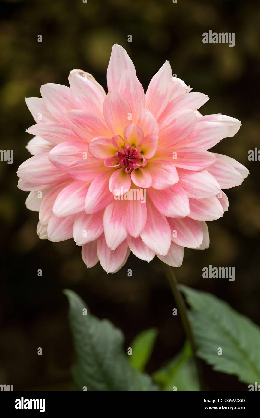 Pale dahlia garden border hi-res stock photography and images - Alamy
