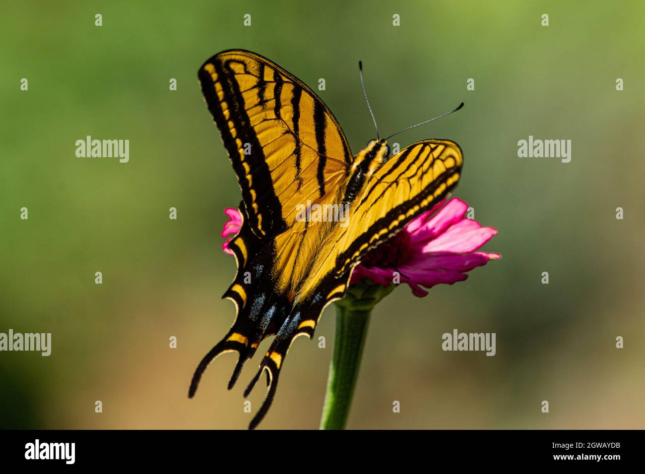 Rutulus A closeup of a beautiful Western tiger swallowtail, aka Papilio rutulus ...
