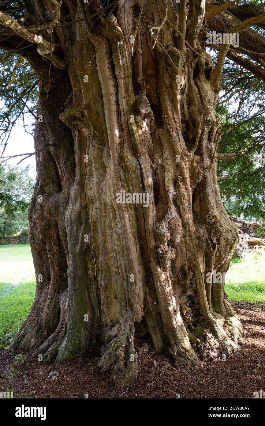 Ancient 1500 year old yew tree, St Mary's parish church, Stelling Minnis, Kent, UK Stock Photo