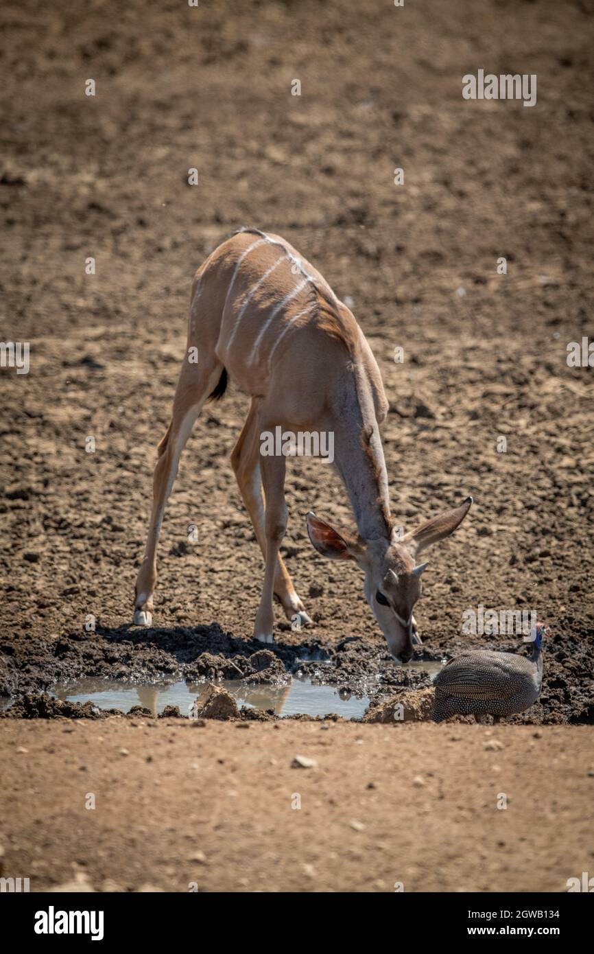 Female Greater Kudu Drinking From Muddy Waterhole Stock Photo