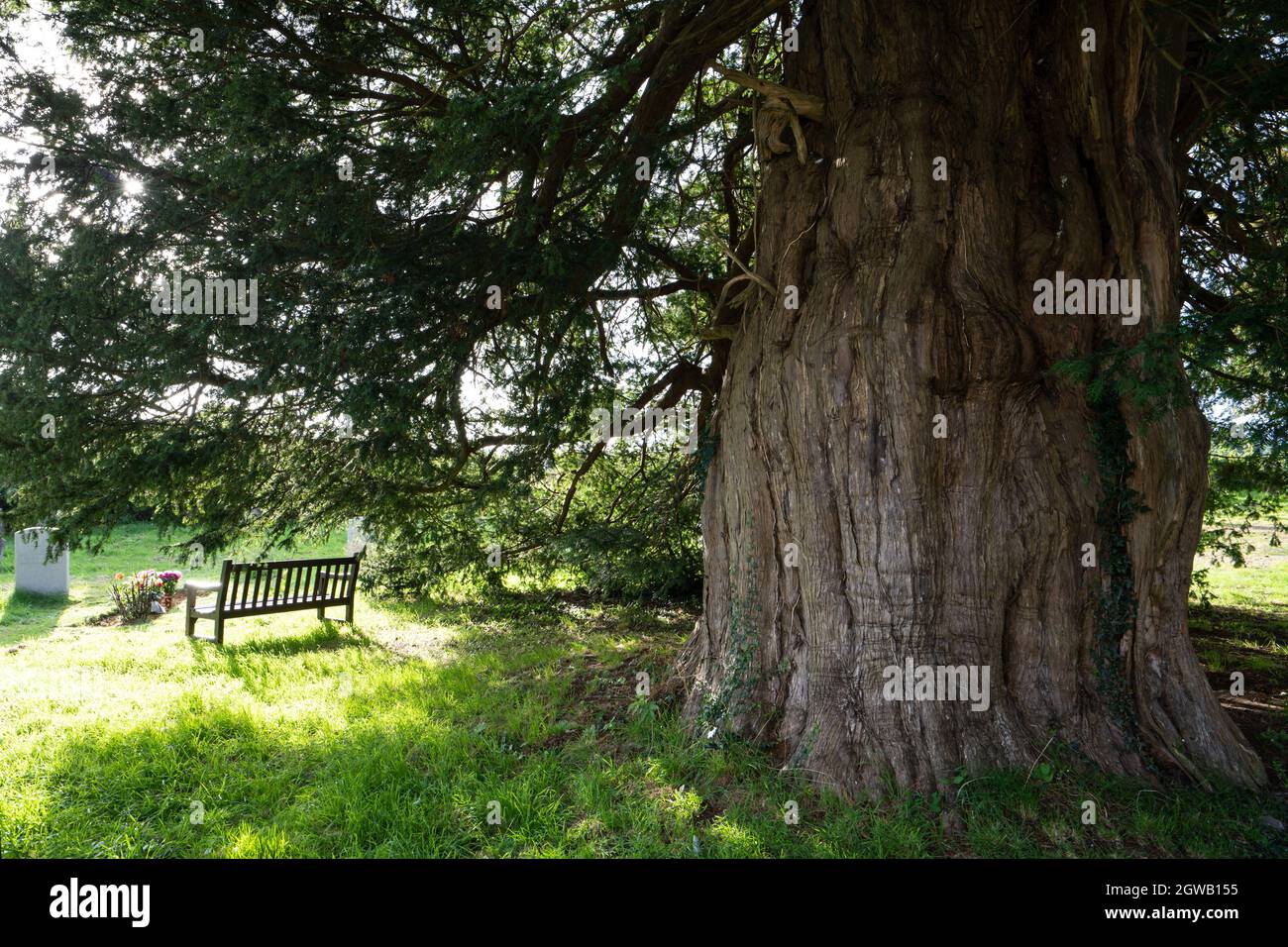A bench under an ancient 1500 year old yew tree, St Mary's parish church, Stelling Minnis, Kent, UK Stock Photo