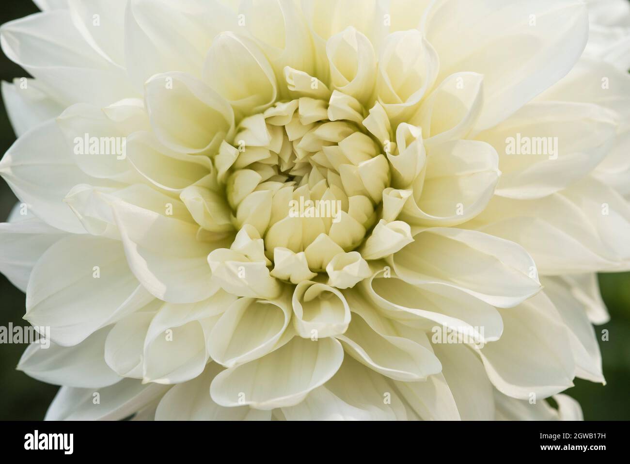 Close up of a white Dahlia flower - 'White Perfection'. Stock Photo