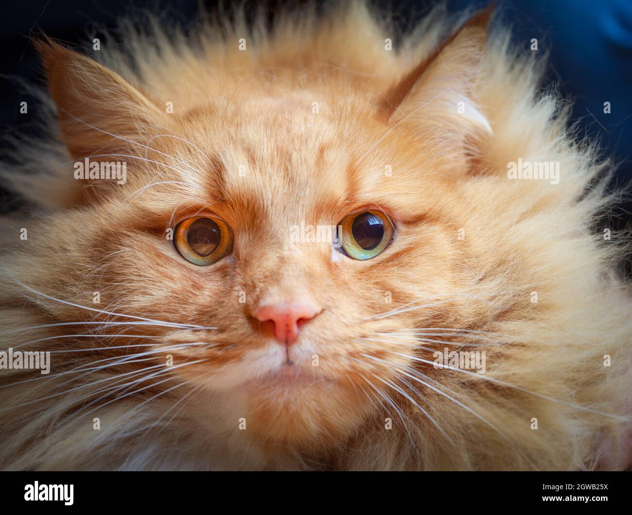 Serioius Ginger Cat With Wide Open Eyes Portrait Stock Photo