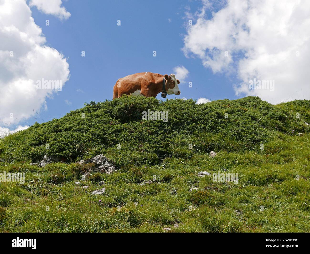 Grazing Cow In A Relaxing And Bucolic Setting Stock Photo