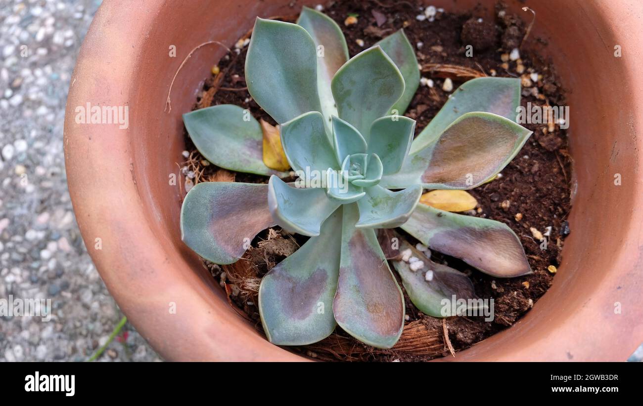 Top view of a potted succulent plant, with leaves being sun burnt and some  parts turning brown Stock Photo - Alamy