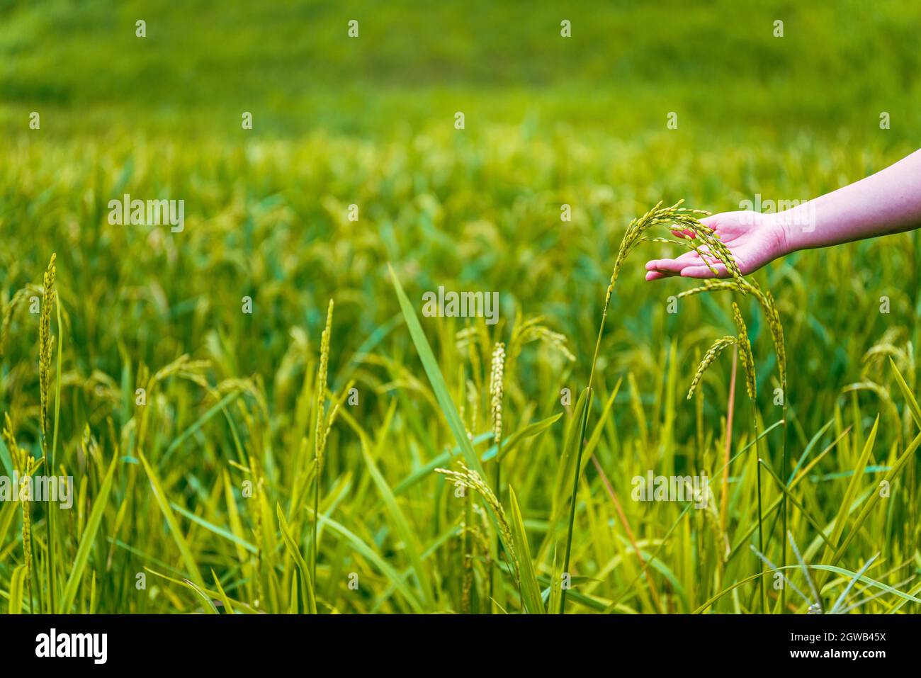 Cropped Hands Of Person Holding Wheat Plant Stock Photo