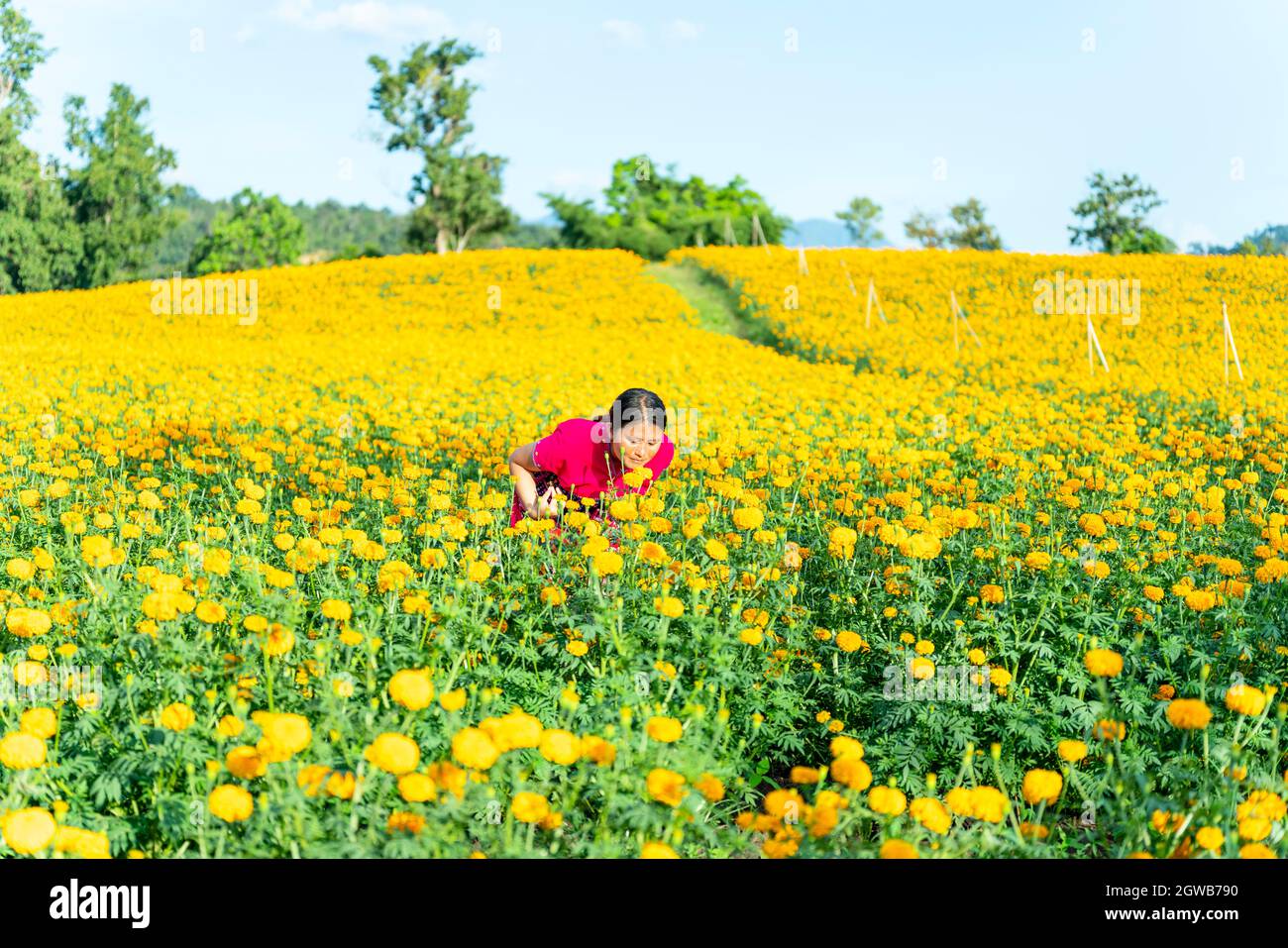 Young Woman Smelling While Standing In Marigold Field Stock Photo