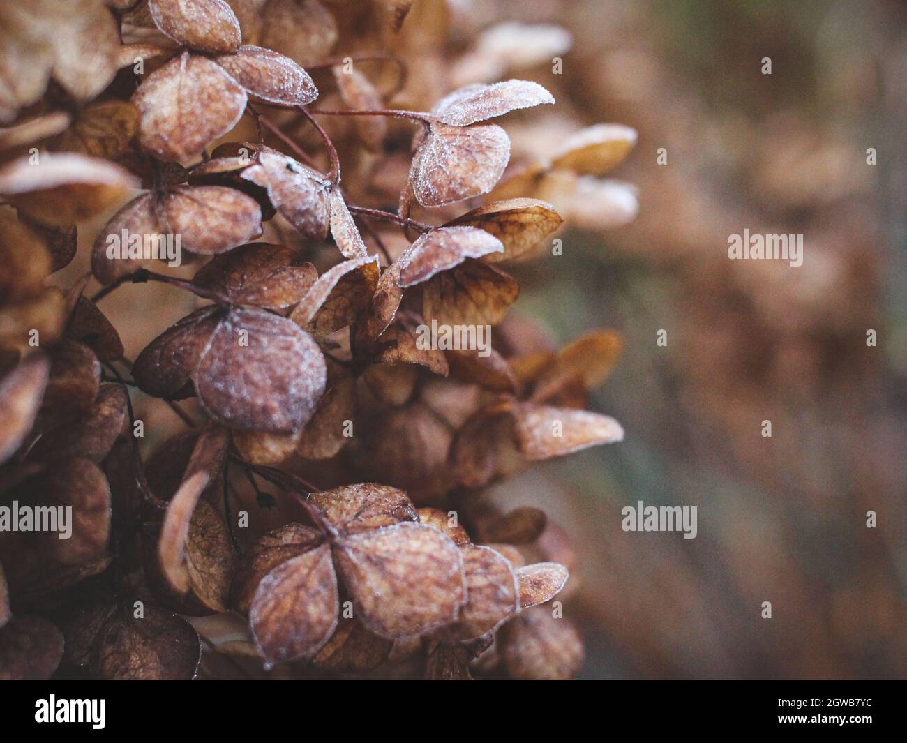 Dry hydrangea branch hires stock photography and images Alamy