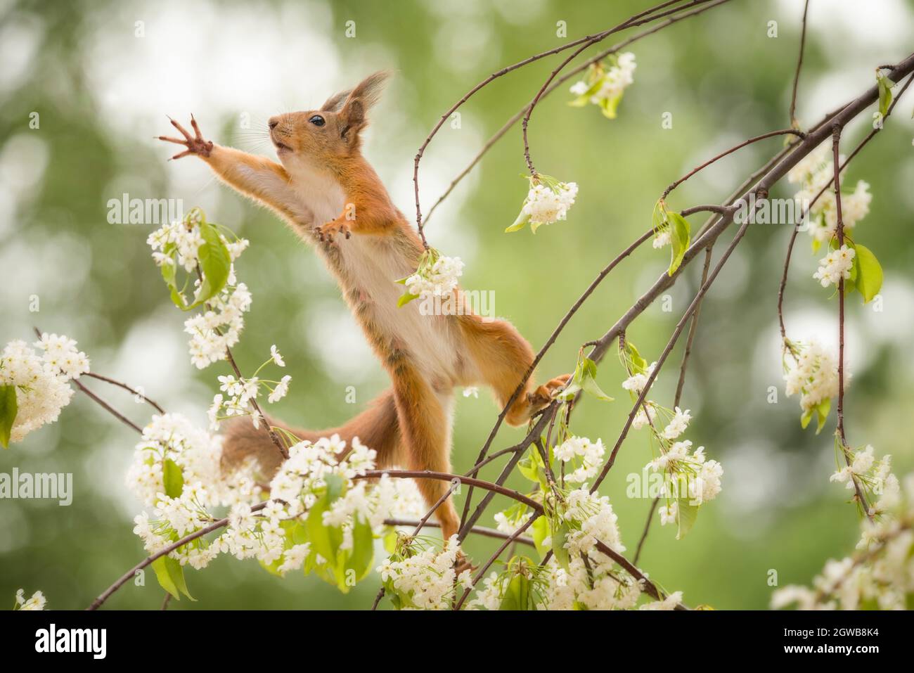 red squirrel looking up on an branch Stock Photo - Alamy