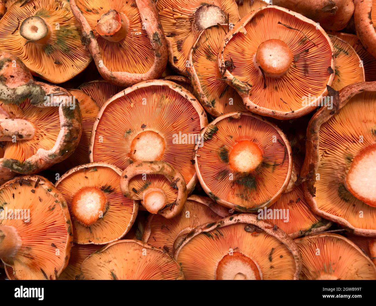 Saffron Milk Cap Orred Pine Mushrooms Lactarius Deliciosus Stock