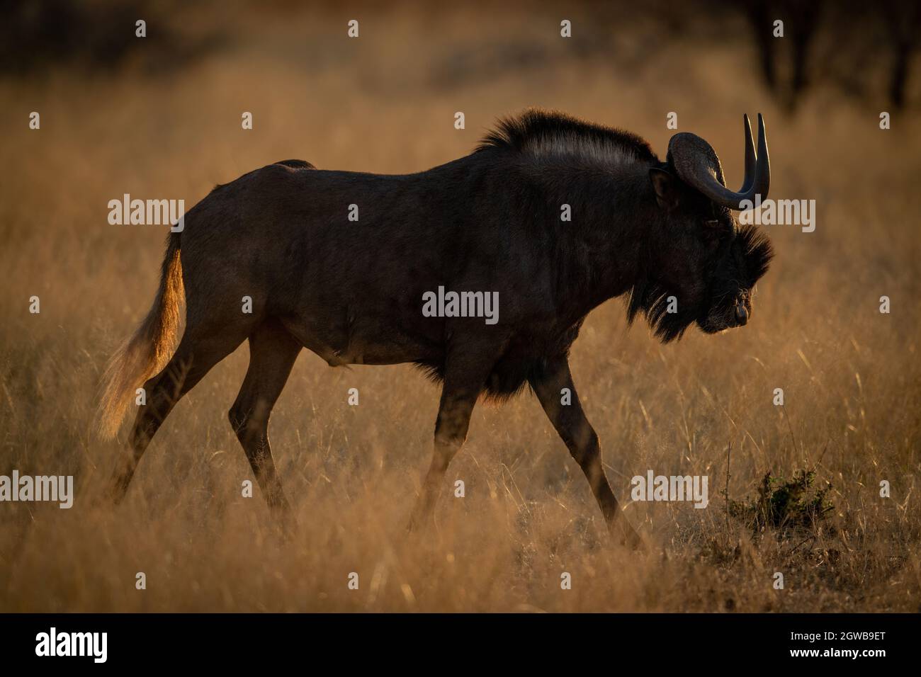 Black Wildebeest Walks On Grass At Dawn Stock Photo