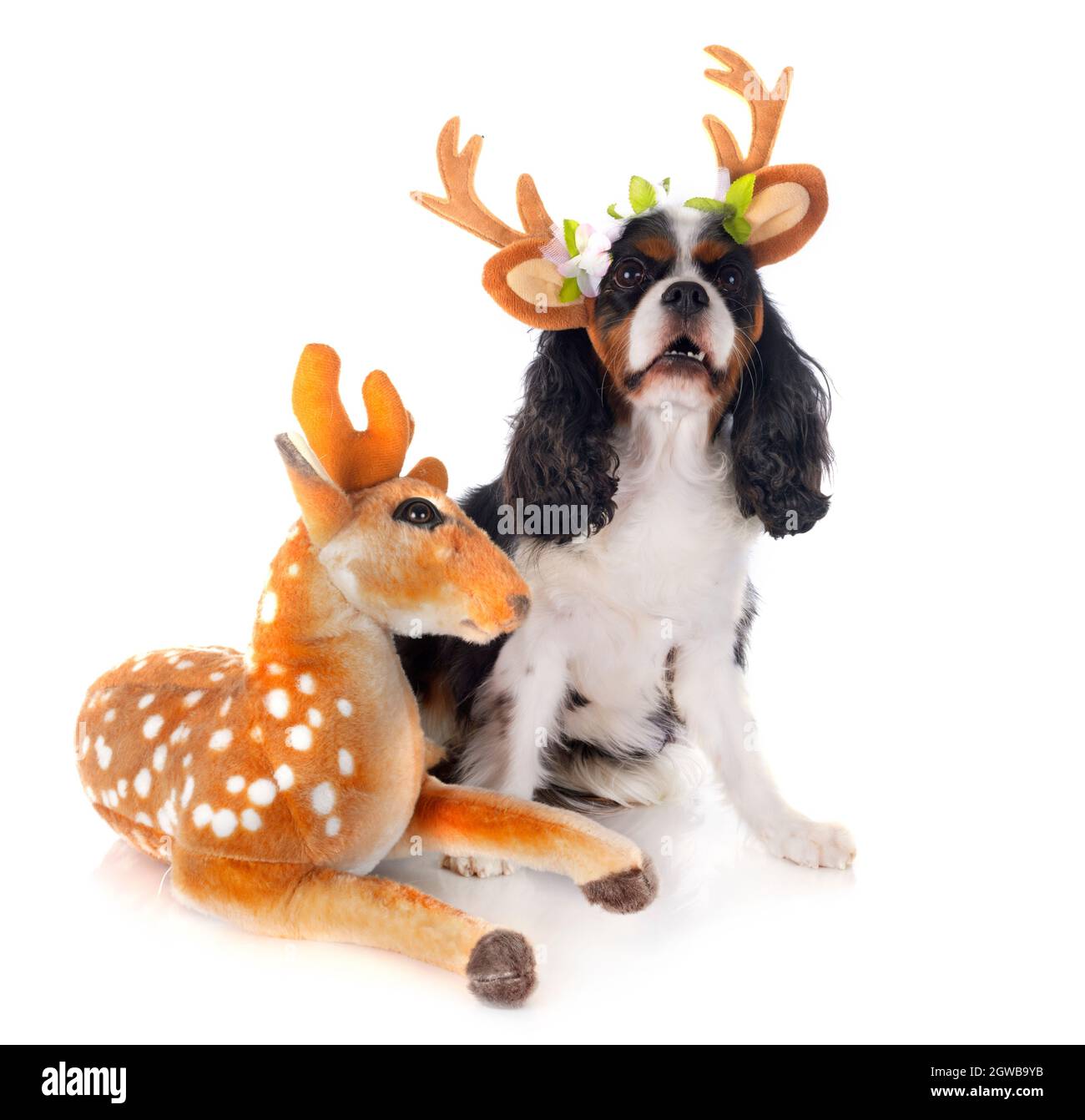 High Angle View Of Dog With Stuffed Toy Over White Background Stock Photo