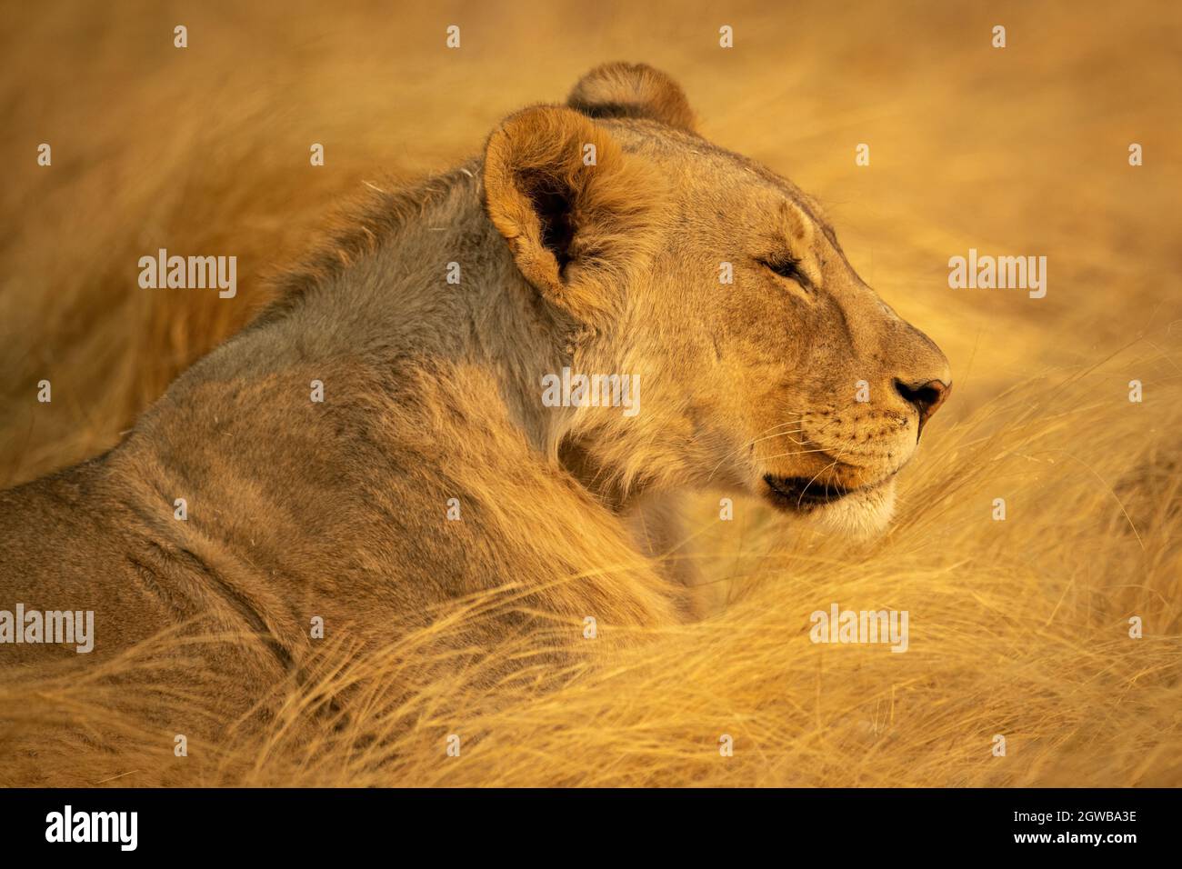 Close-up Of Lioness Lying In Dry Grass Stock Photo