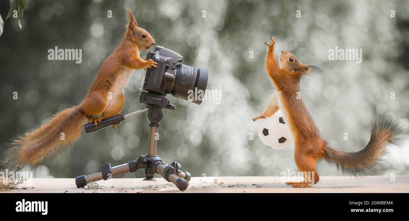 red squirrels with a camera and a ball Stock Photo - Alamy